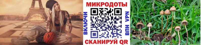 Галлюциногенные грибы Psilocybe Невьянск